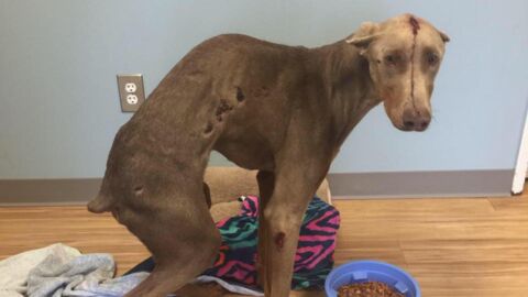 Ein Verein rettet einen schlimm zugerichteten Hund, der von einem Auto angefahren wurde