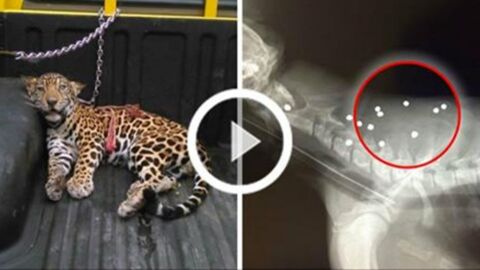 Das Jaguarbaby kann sich vor Schmerzen nicht mehr bewegen und ist dem Tode geweiht. Doch dann entdeckt der Tierarzt, was wirklich dahinter steckt!