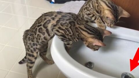 Diese Bengalkätzchen haben richtig Spaß im Badezimmer!