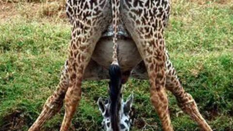 Diese trächtigen Tiere sehen aus als würden ihre Bäuche bald explodieren