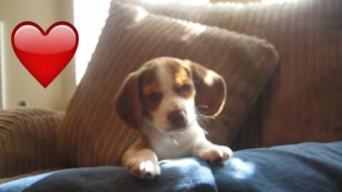 Beagle Welpe lernt das Jaulen