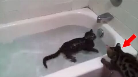 Bengalkätzchen amüsieren sich in der Badewanne