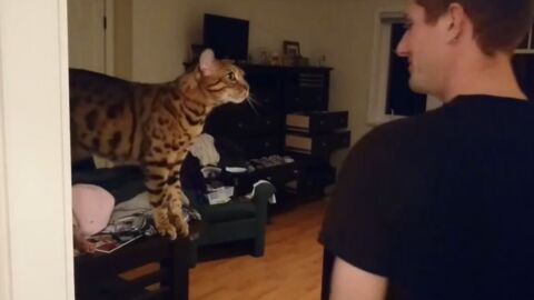 Die Bengalkatze hat eine ganz besondere Art mit ihrem Herrchen zu kommunizieren!