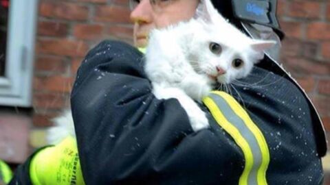 Bewegende Rettungsmomente in Bildern eingefangen! Das Bild mit dem Dackel wird euch zu Tränen rühren!