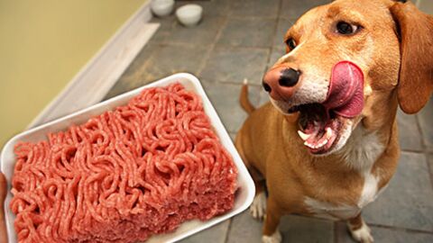 Achtung, diese Fleischsorten sind für eure Hunde gefährlich! Vor allem, wenn ihr...