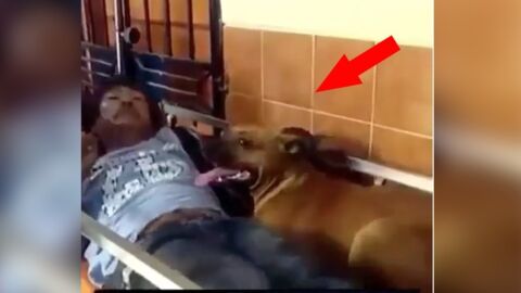Sein Herrchen wurde ins Krankenhaus eingeliefert. Was der Hund dann tut, ist wirklich herzerwärmend!