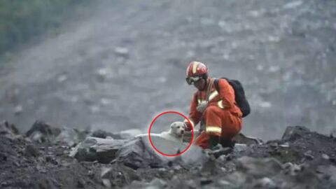 China: Ein Hund, der beim kürzlichen Erdrutsch im Schutt umherirrte, bewegt das Netz