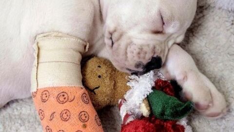 Entdecke 20 Fotos super niedlicher Tiere mit Mini-Gipsverbänden