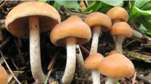 Halluzinogene Pilze sollen depressive Menschen heilen können
