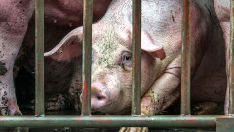Deutschland: 900 Schweine sterben über Nacht - der Grund ist grausam