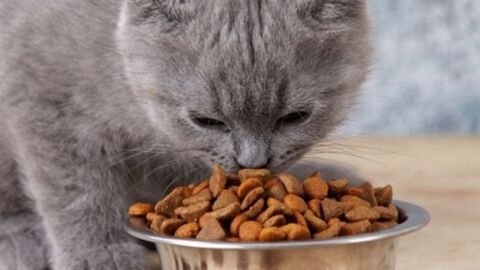 Stiftung Warentest: Discounter-Trockenfutter für Katzen schneidet am besten ab