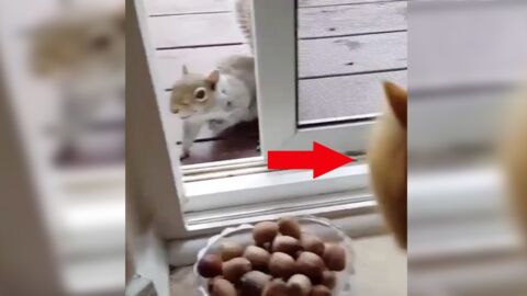 Dieses Eichhörnchen hätte gerne eine Nuss, doch dann sieht es die Katze! Was passiert ist einfach stark!