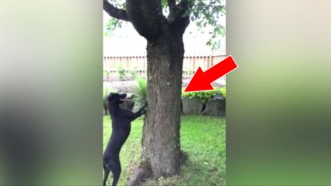 Dieser Hund hat ein Eichhörnchen im Baum entdeckt