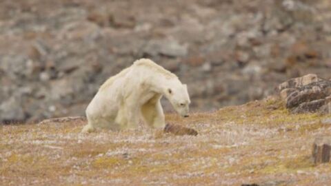 Eisbär und Klimawandel: Dramatisches Video zeigt die Folgen