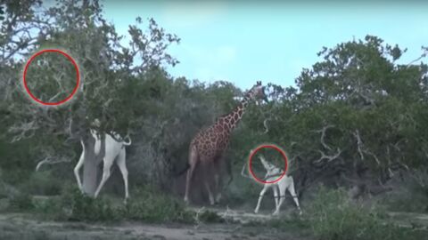 Förster entdecken in Kenia weiße Giraffen!