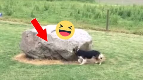 Hund spielt Fangen mit Ente