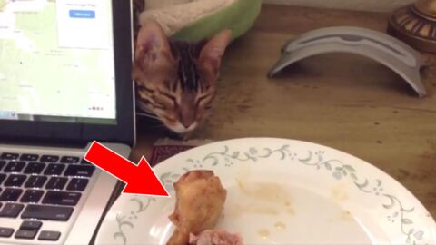 Die Katze sitzt vor dem Teller Essen. Ihre Reaktion ist super witzig!