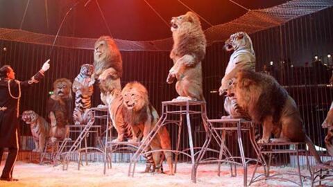 Portugal erlässt Verbot für Tiere im Zirkus