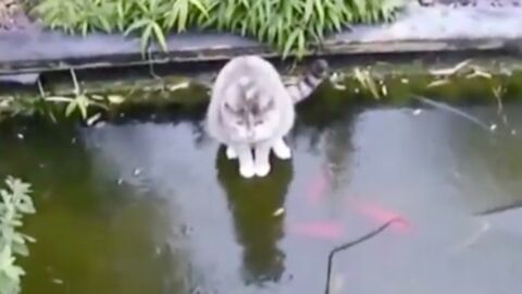 Die Katze will Fische fangen, doch mit einer Sache hat sie nicht gerechnet