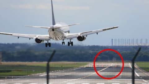 Ein hilfloses 200-Kilo-Tier auf der Landebahn, das die Piloten noch nie gesehen haben