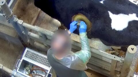 Von Tierschützern heimlich gefilmt: Bullaugen-Kuh sorgt für Empörung
