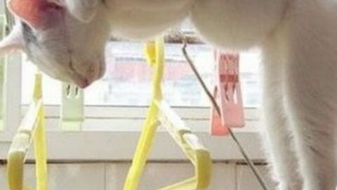 Katze müsste man sein: Die niedlichen Stubentiger können wirklich überall schlafen