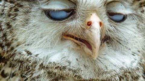 15 misslungene Tierfotos, die zeigen, dass auch Tiere nicht immer fotogen sind