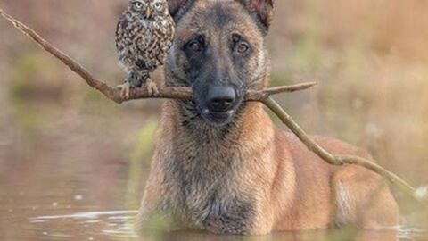 Eine ungewöhnliche Tierfreundschaft: Freunde, obwohl sie grundverschieden sind!
