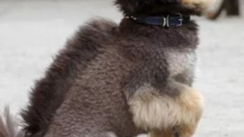 14 Beispiele für Hundefrisuren, die ihr niemals euren Vierbeinern antun solltet