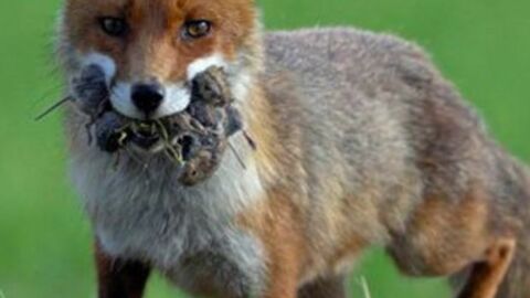 Der Fuchs: 15 Fakten und Bilder zum schlauen Raubtier