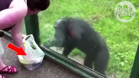Dieser Affe hat sehr wohl verstanden, was von den beiden Sachen die Banane ist!