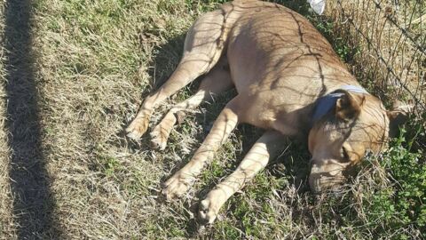 Eine Frau rettet diesen ausgesetzten Hund, den alle schon für tot hielten