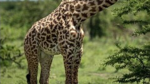 Die Giraffe: 15 Fakten und Bilder zum Tier mit dem langen Hals