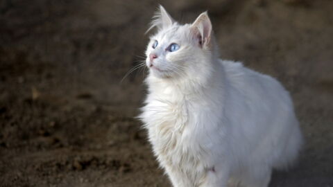 Angora Katze Charakter Preis Pflege Herkunft