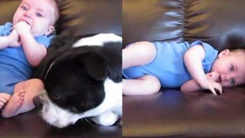 Mit dieser Aktion verscheucht das Baby den Hund. Einfach zu lustig!