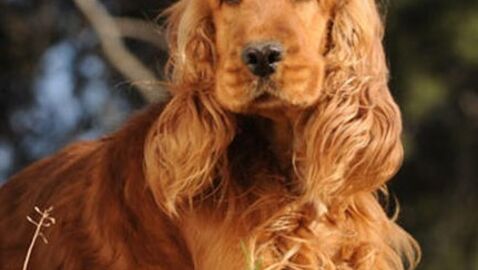 Cocker Spaniel sind so süße Hunde