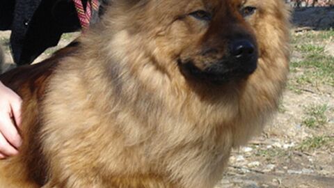 Diese Corgi-Mischlinge sind total süß: Bild #2 ist zum Dahinschmelzen!