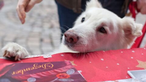 Alles für den Hund: Das ist Sachsens erster Weihnachtsmarkt für Hunde!