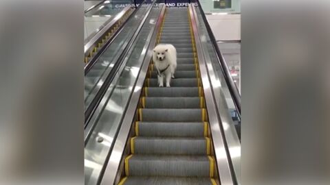 Sein Herrchen hat einfach die Leine los gelassen. Als der Hund merkt, dass er alleine auf der Rolltreppe ist, reagiert er einfach genial!
