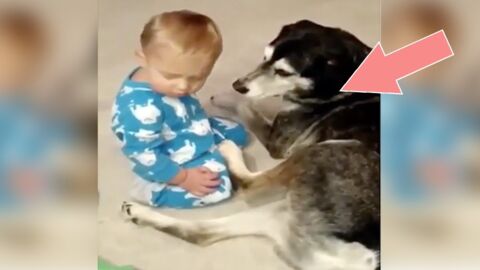 Was der Hund gleich mit dem einschlafenden Jungen macht, wird euch das Herz aufgehen lassen!