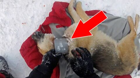 Rumänien: Ein Tierarzt rettet einen Hund, der mit dem Hals in einem Kunststoffrohr steckt