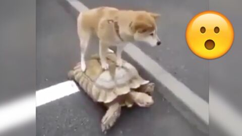 Hund reitet auf Schildkröte
