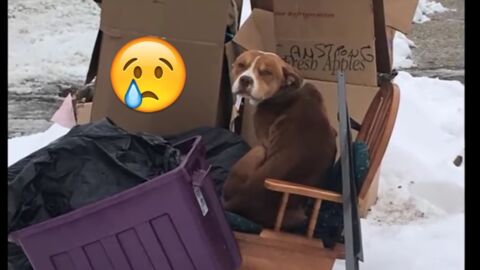 Dieser Hund wurde von seiner Familie beim Umzug grundlos zurückgelassen! Er hatte jede Hoffnung verloren, doch dann...