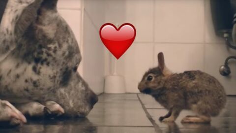 Der Pitbull entdeckt das kleine Häschen. Was folgt, wird dich mehr als erstaunen!