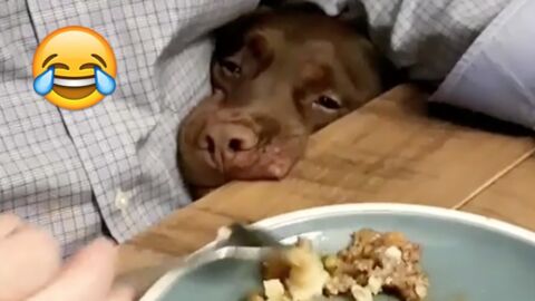 Der Retriever hat Hunger. Was er gleich macht, wird euch zum Schmunzeln bringen!