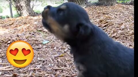 Rottweiler-Welpe jault zum ersten Mal