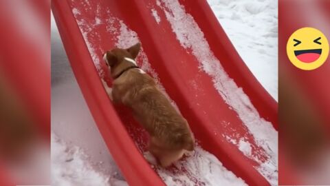 Dieser Corgi versucht die Rutsche hochzurennen. Was gleich passiert ist einfach nur witzig!