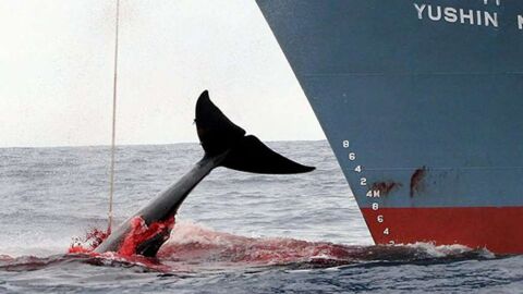 Walfang in Japan: Das Töten unter wissenschaftlichem Vorwand geht weiter