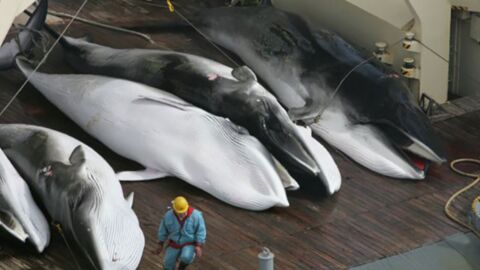 Schwangere Wale: Japans Vorgehen verschlägt nun allen die Sprache!