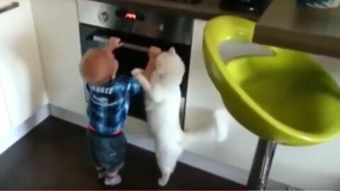 Eine Katze als Schutzengel? Diese Katze tut alles, um zu verhindern, dass sich der kleine Junge verbrennt!